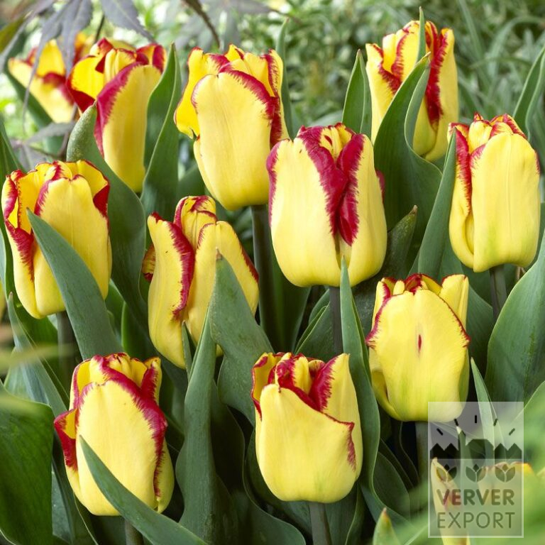 Tulipes 'Cape Town' (12393)
