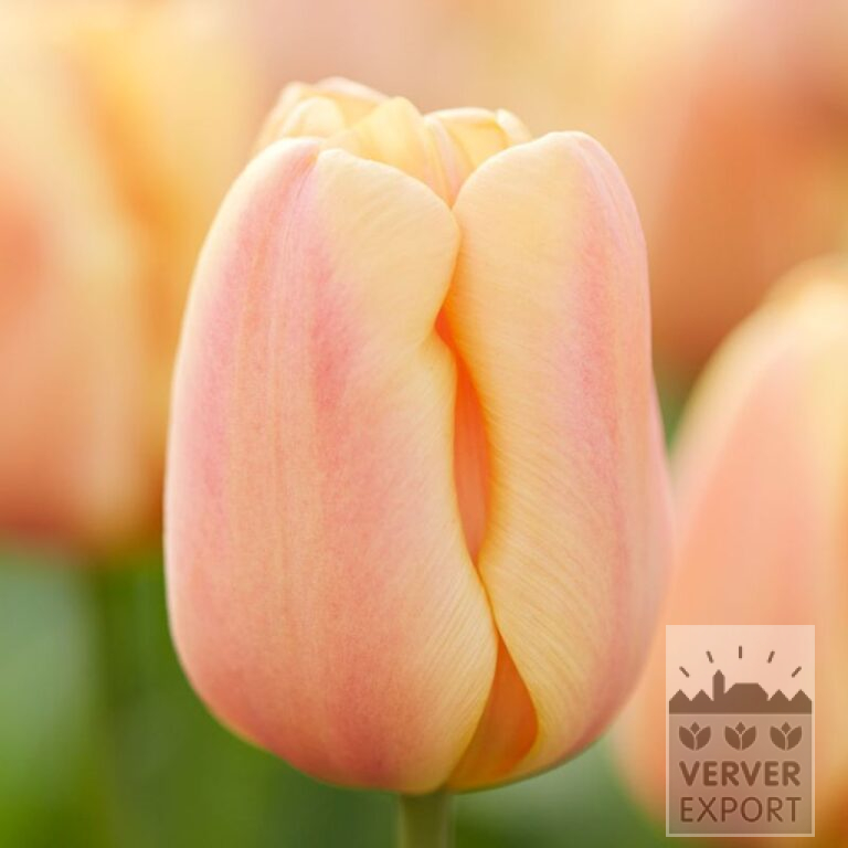 Tulipes 'Apricot Foxx' (12394)