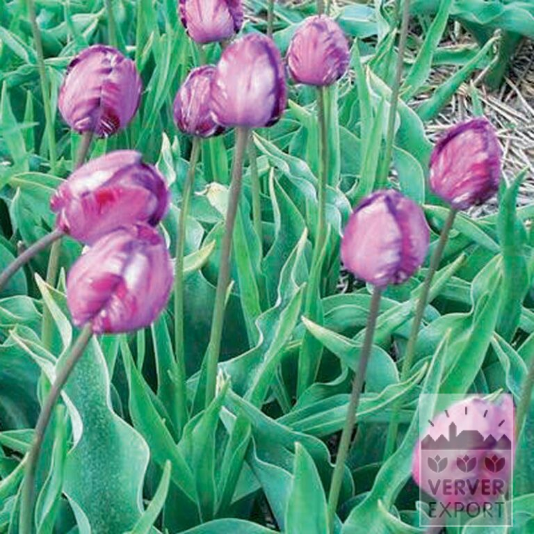 Tulipes Hist. 'Columbine' (12402)
