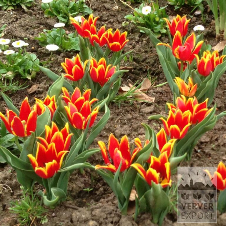 Tulipes Hist. 'Duc van Tol Red and Yellow' (12403)