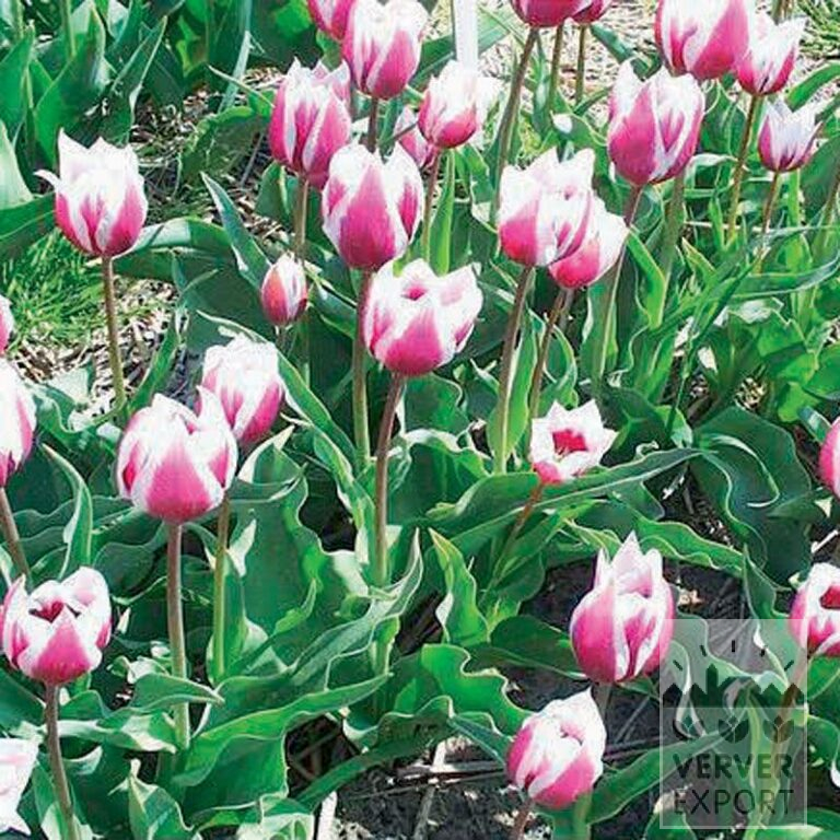 Tulipes Hist. 'Lac van Rijn' (12405)