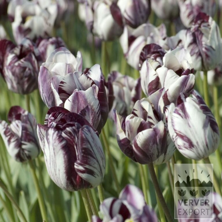 Tulipes Hist. 'Insulinde' (12408)