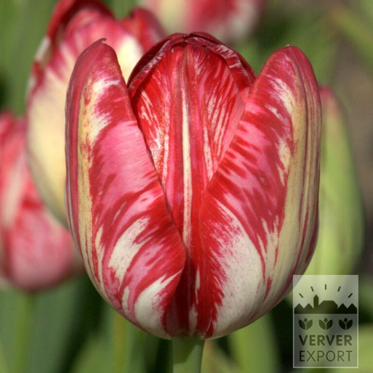 Tulipes Hist. 'Rubella' (12412)