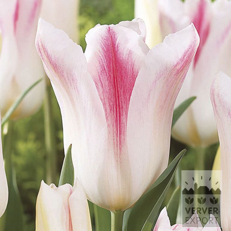 Tulipes 'Holland Chic' (12500)