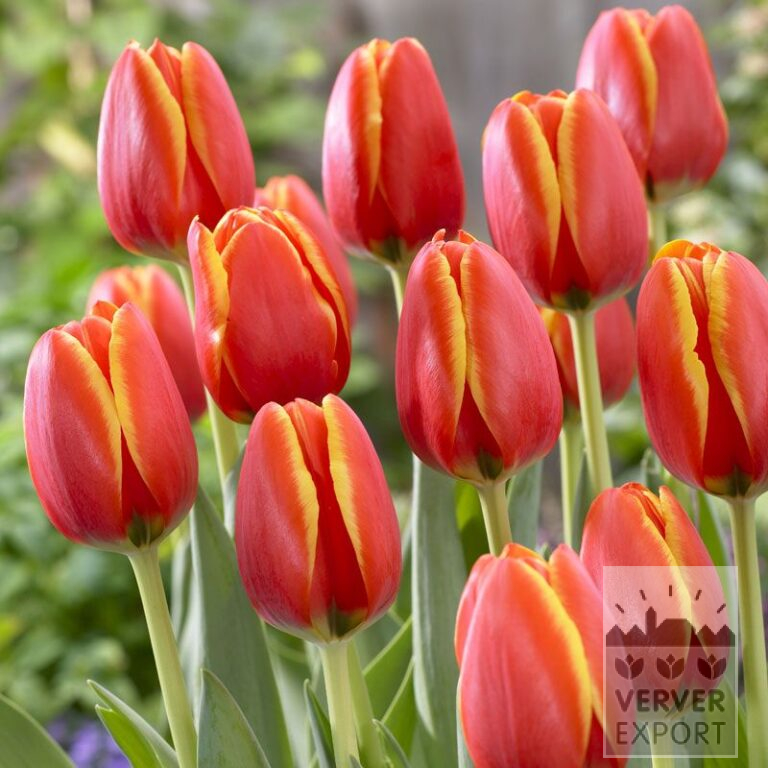 Tulipes 'World's Favourite' (12502)
