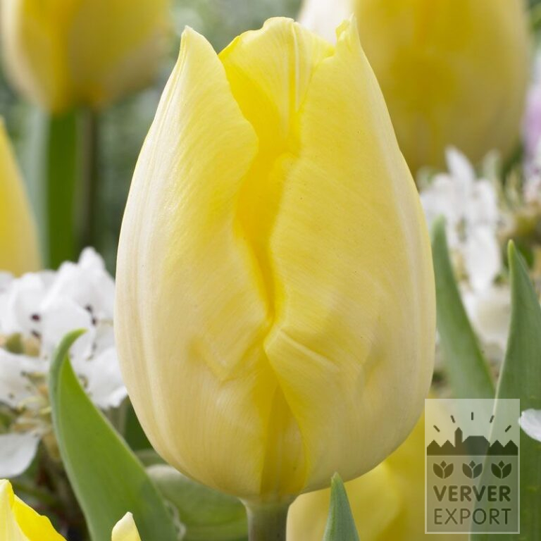 Tulipes 'Sunny Prince' (12506)