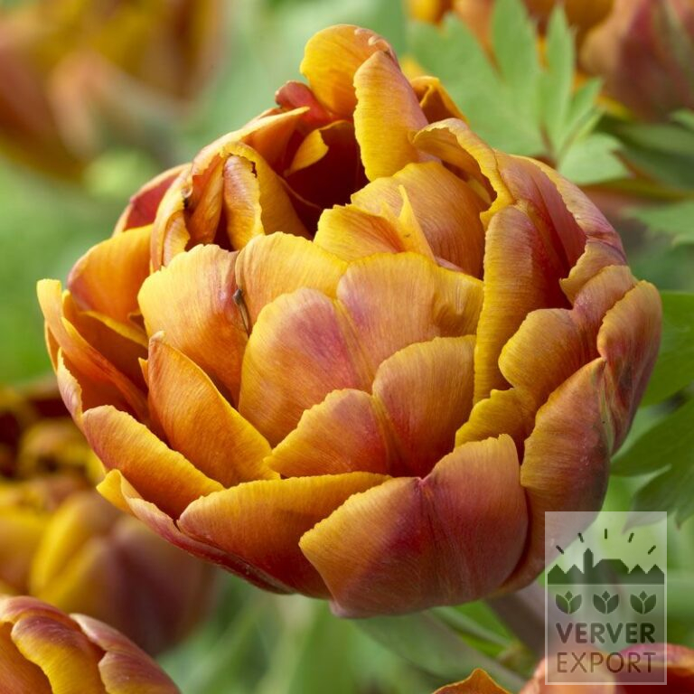 Tulipes 'Brasil' (12507)