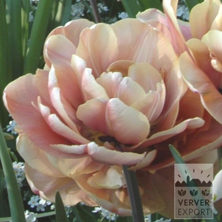 Tulipes 'La Belle Epoque' (12509)