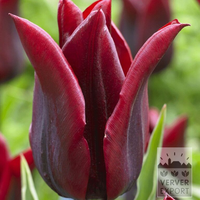 Tulipes 'Lasting Love' (12513)