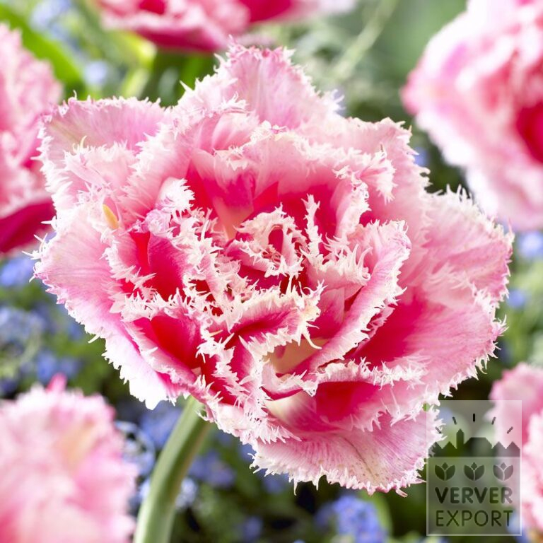 Tulipes 'Queensland' (12514)
