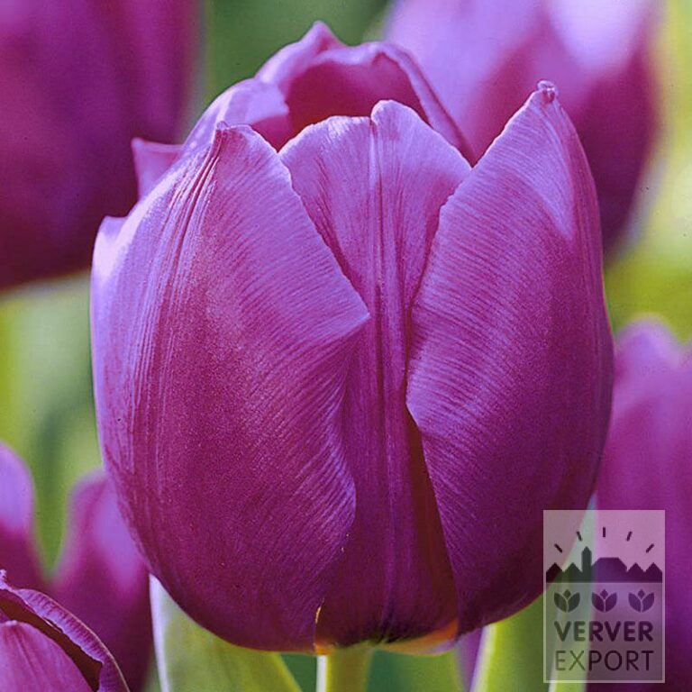 Tulipes 'Purple Prince' (12515)