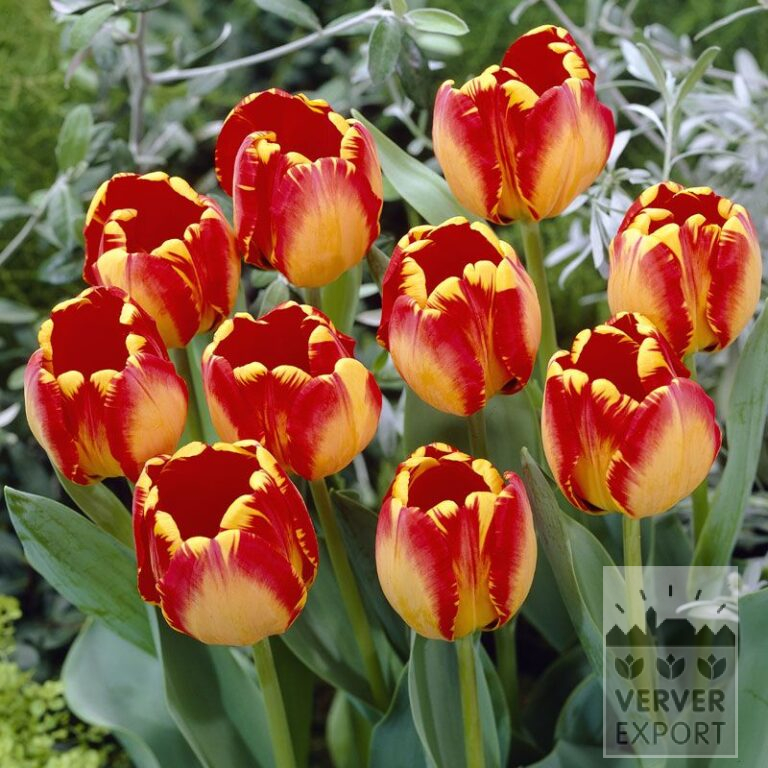 Tulipes 'Banja Luka' (12516)