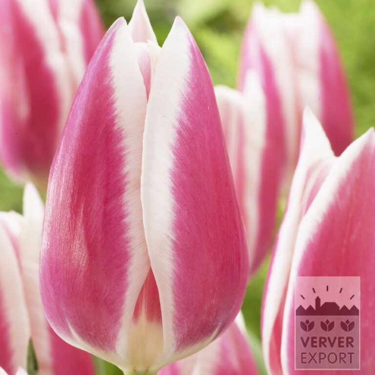 Tulipes 'Early Surprise' (12518)