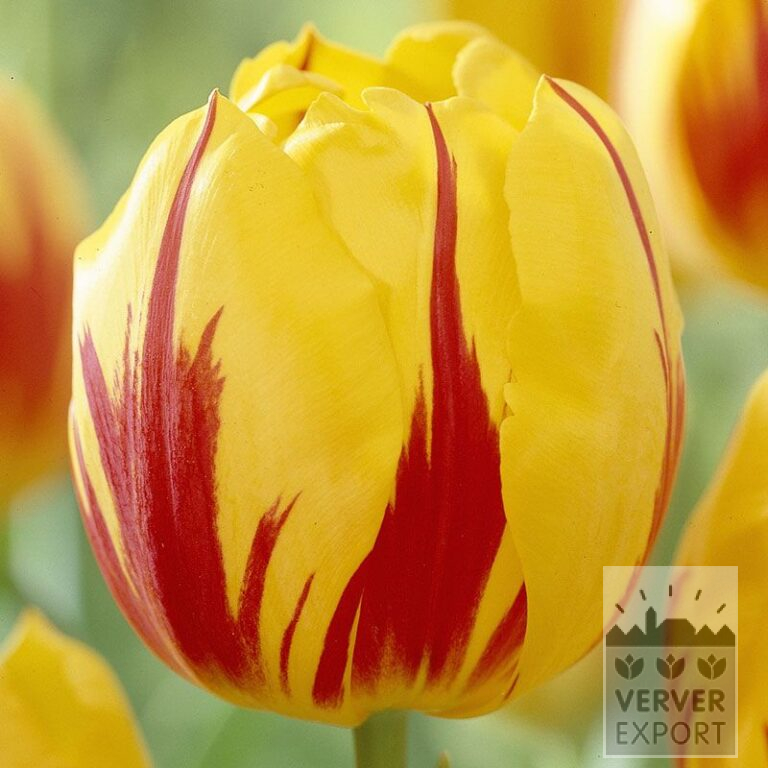 Tulipes 'Striped Bellona' (12521)