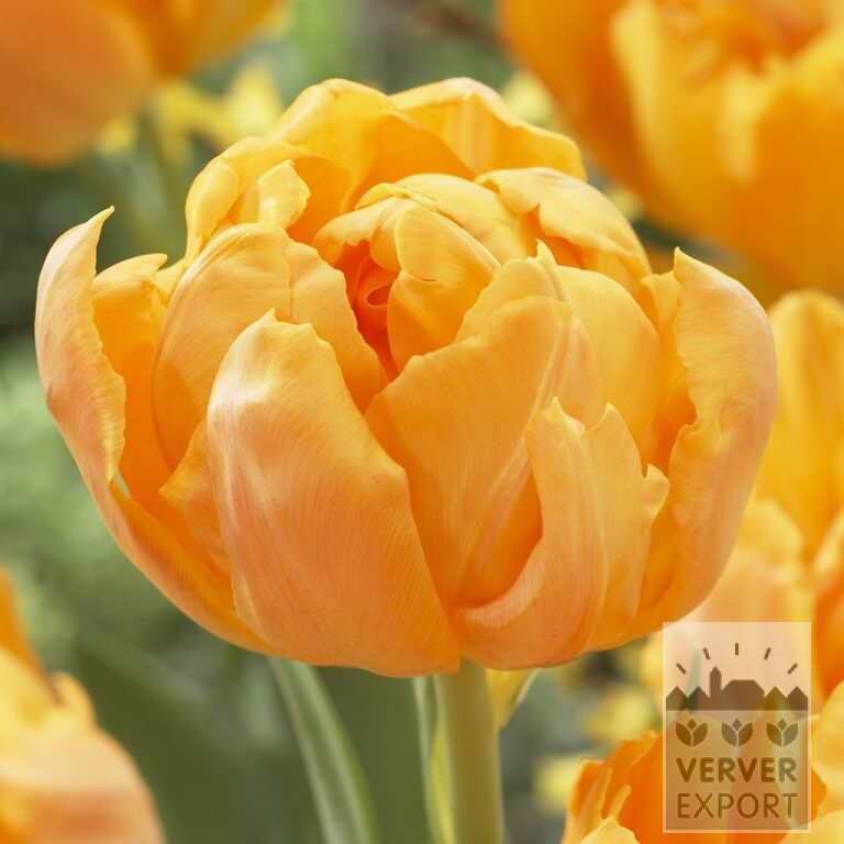 Tulipes 'Monte Orange' (12523)