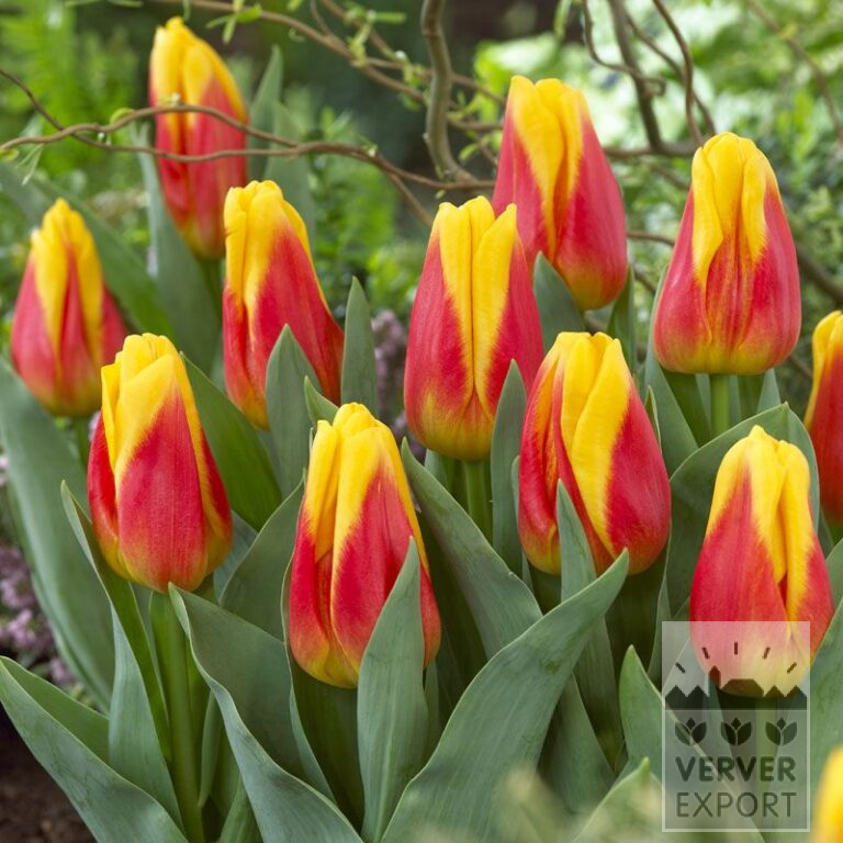 Tulipes 'Ice Lolly' (12525)