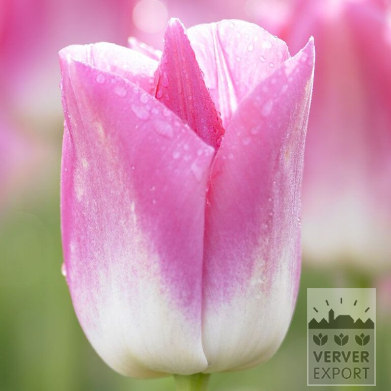 Tulipes 'Dynasty' (12527)