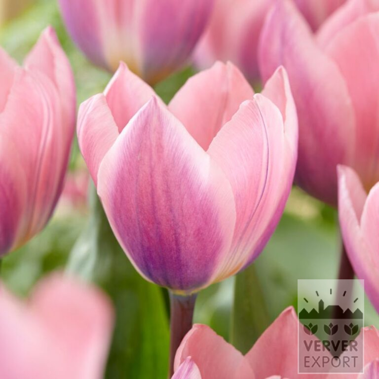 Tulipes 'Light and Dreamy' (12533)