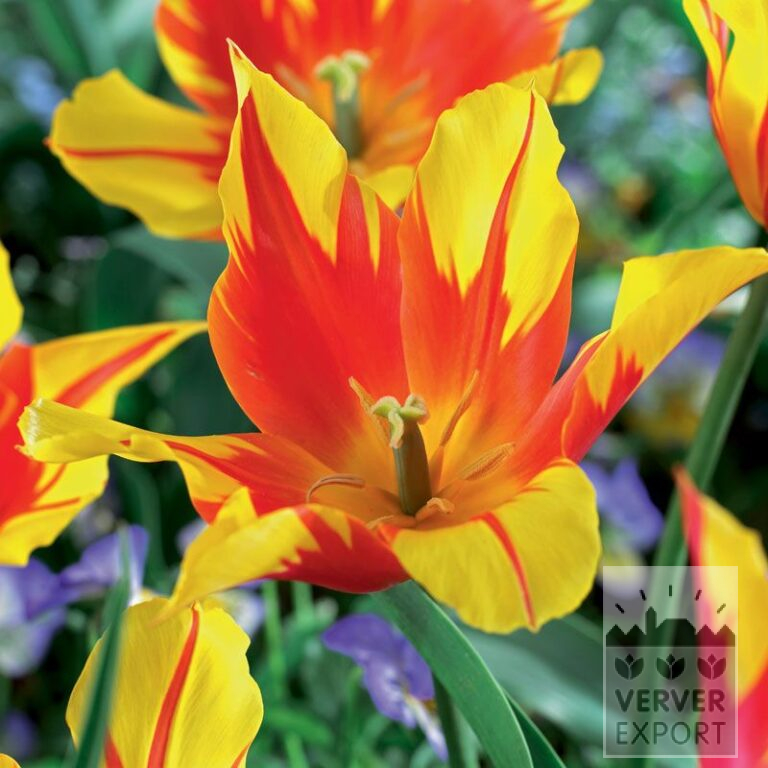 Tulipes 'Firework' (12534)