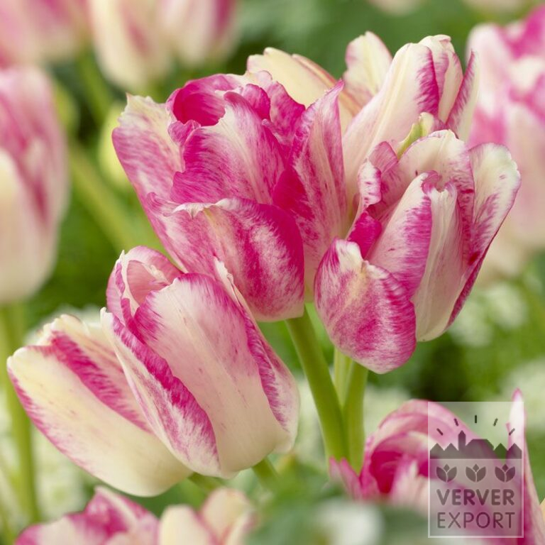 Tulipes 'Dream Club' (12535)