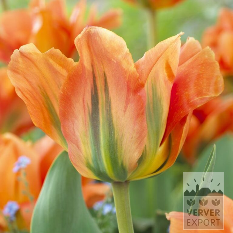 Tulipes 'Disneyland Paris' © (12536)