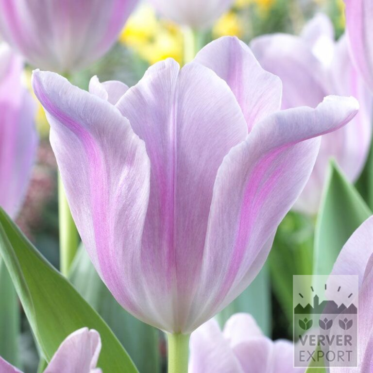 Tulipes 'Mistress Mystic' (12537)