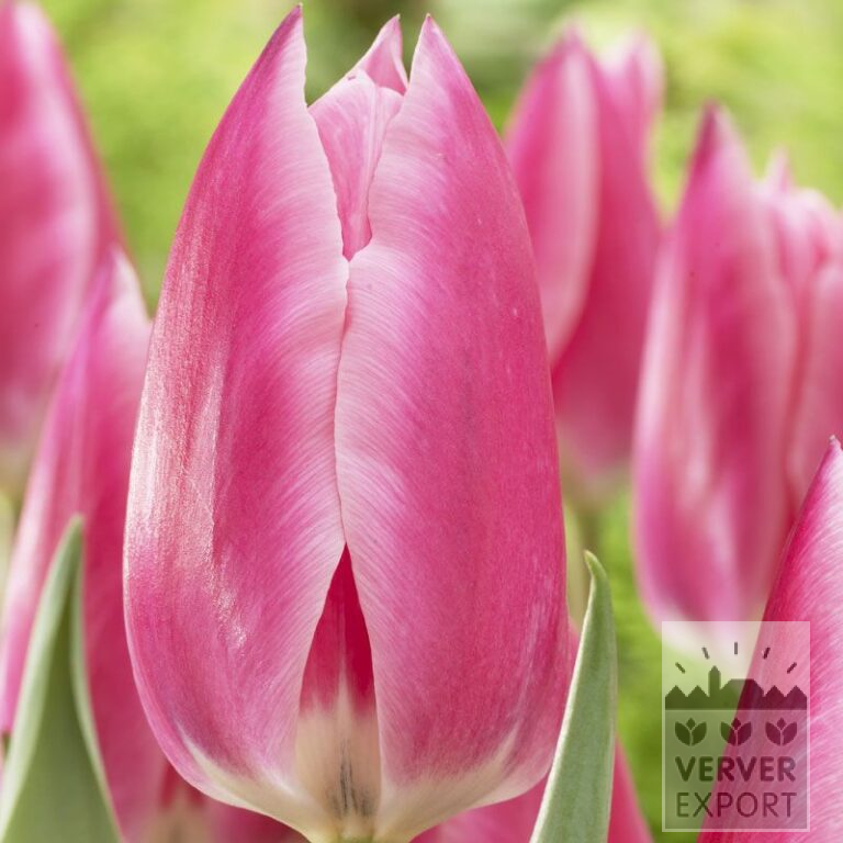 Tulipes 'Pink Surprise' (12538)