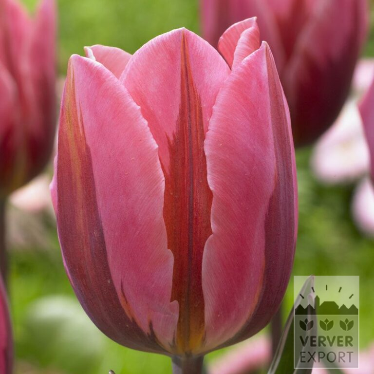 Tulipes 'Pretty Princess' (12540)