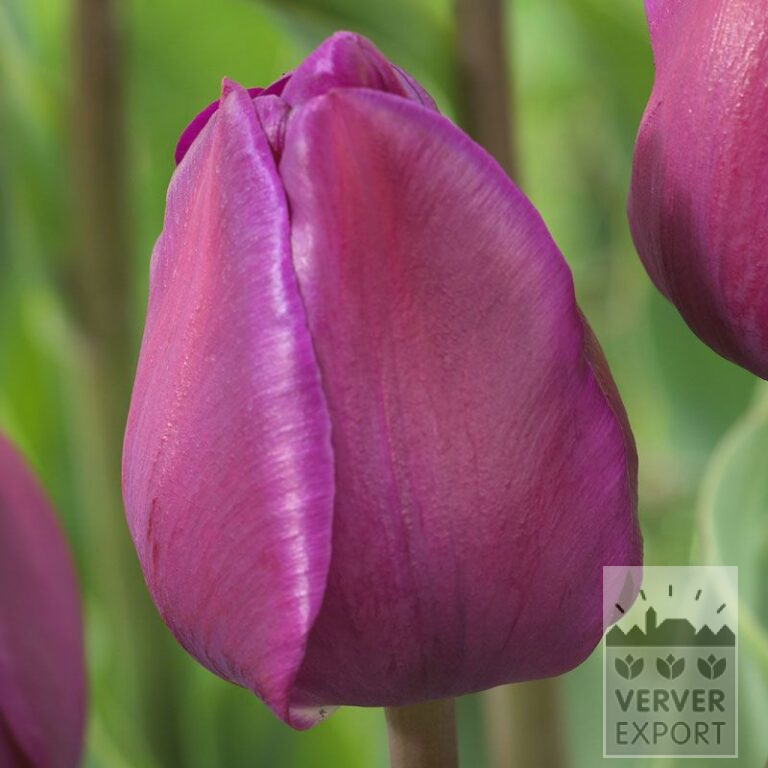Tulipes 'Negrita' (12541)