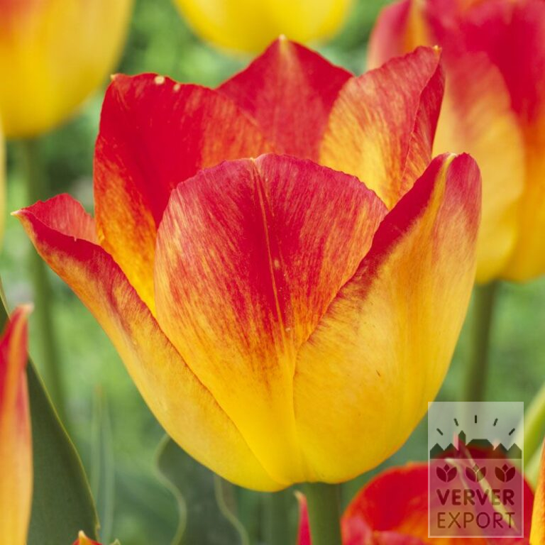 Tulipes 'Suncatcher' (12542)