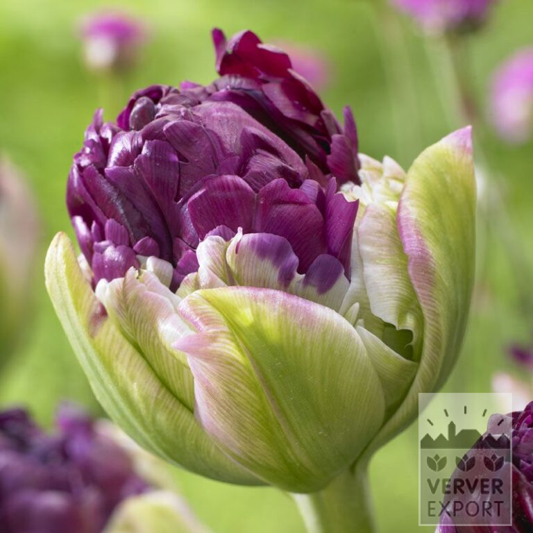 Tulipes 'Pop Up Purple' (12544)