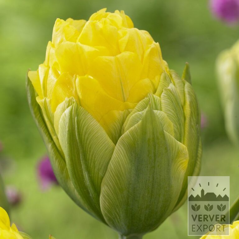 Tulipes 'Pop Up Yellow' (12545)