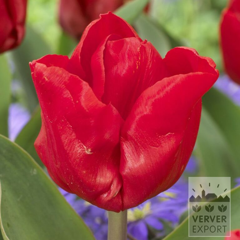 Tulipes 'Escape' (12551)