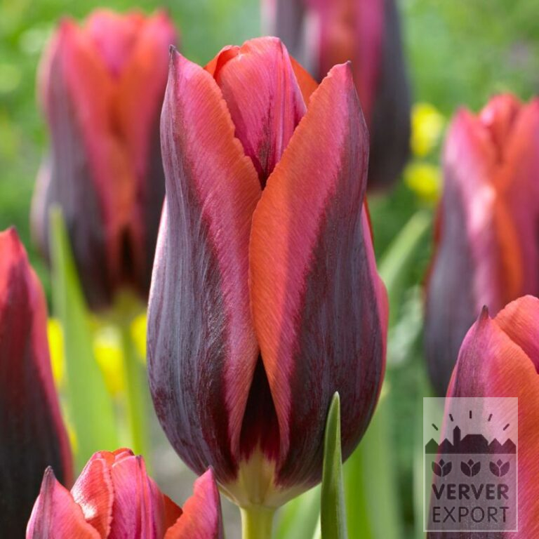 Tulipes 'Slawa' (12553)