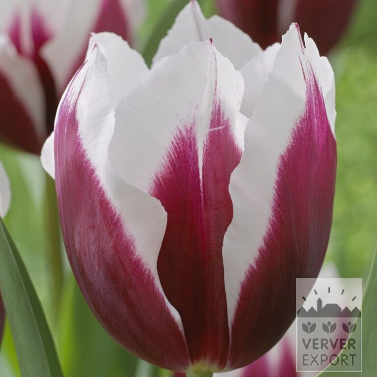 Tulipes 'Spitsbergen' (12554)