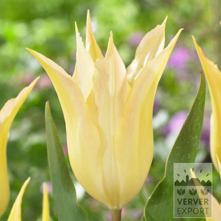 Tulipes 'Johan Cruyff' (12556)