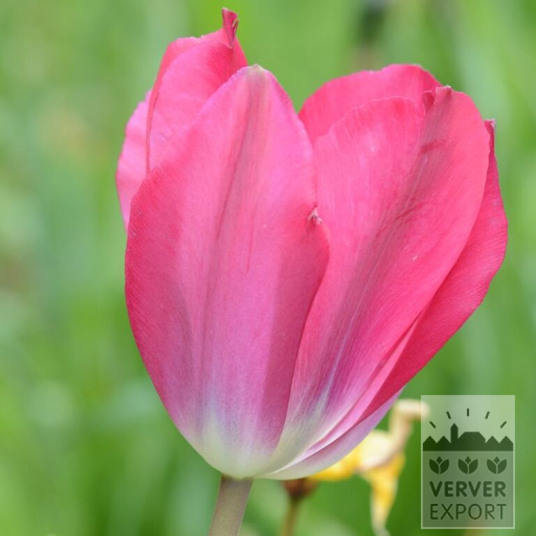Tulipes 'Wind Sensation' (12559)