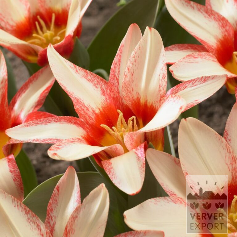 Tulipes 'Floresta' (12561)