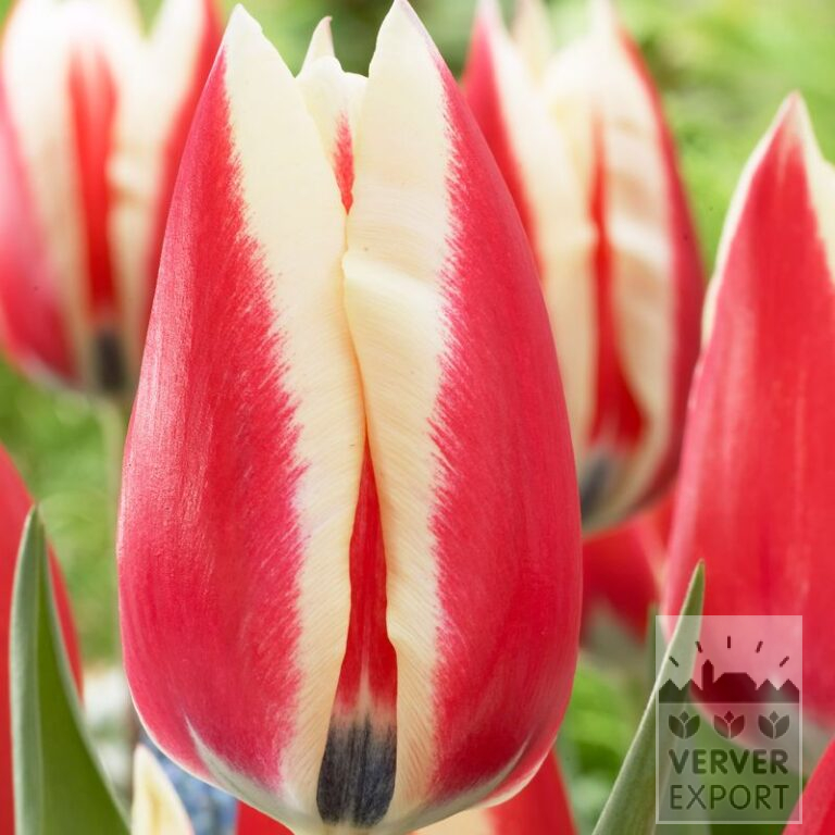 Tulipes 'Spring Surprise' (12564)