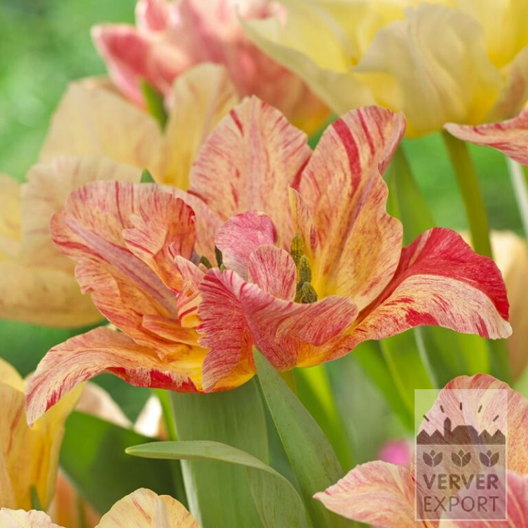 Tulipes 'Mondeo Dream' (12565)