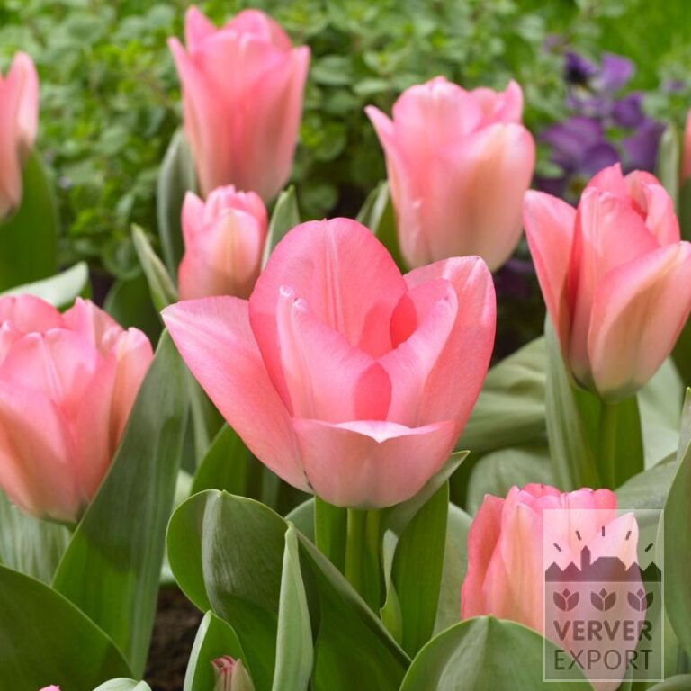 Tulipes 'Sweet Sixteen' (12569)