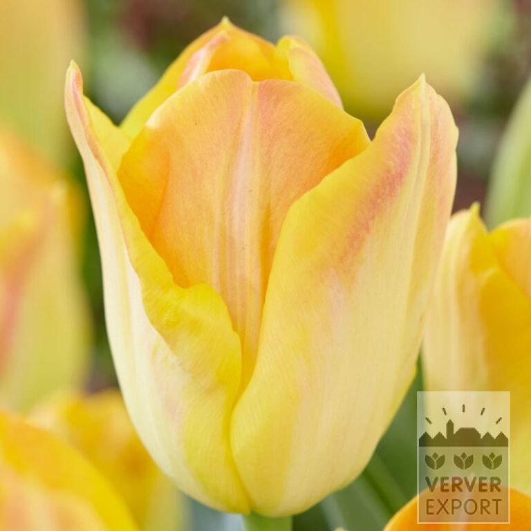 Tulipes 'Salmon Dynasty' (12570)