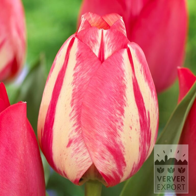 Tulipes 'Spryng Break' (12572)