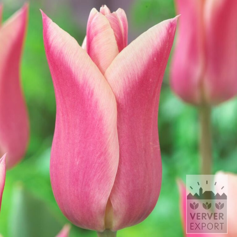 Tulipes 'Sanne' (12573)