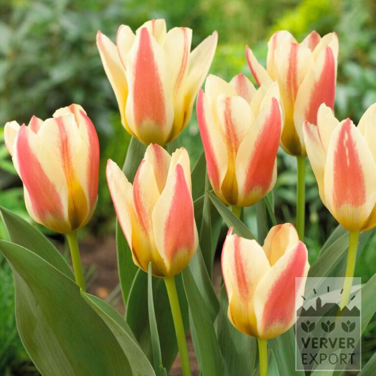 Tulipes 'Tarafa' (12579)