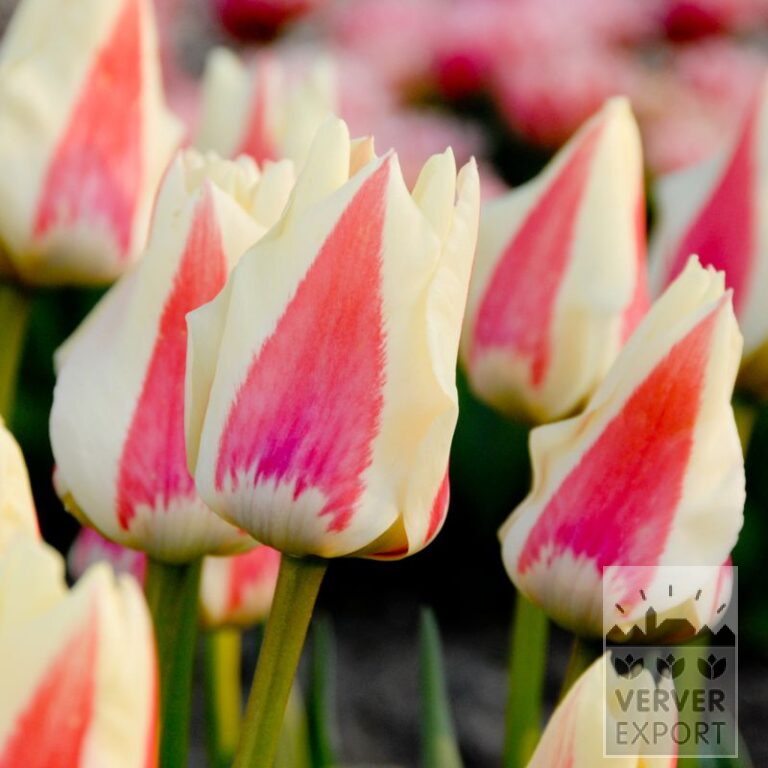 Tulipes 'Diablo' (12581)