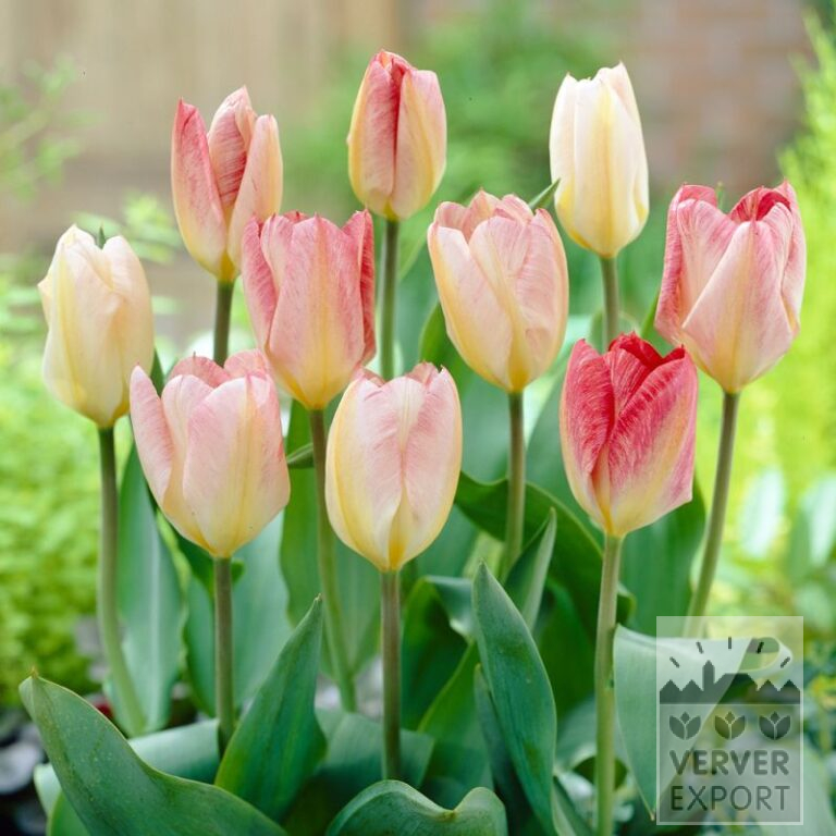 Tulipes 'Flaming Purissima' (12582)