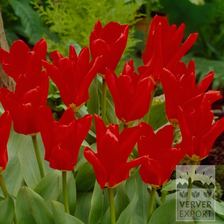 Tulipes 'Madame Lefeber' (12583)