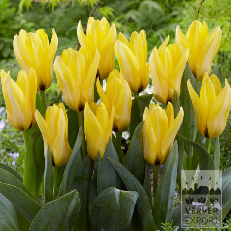Tulipes 'Partitura' (12584)
