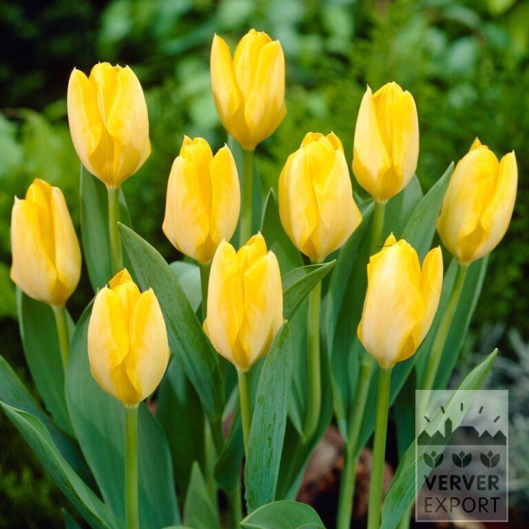 Tulipes 'Yellow Purissima' (12585)